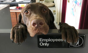 Image of chocolate lab by Employees Only door.